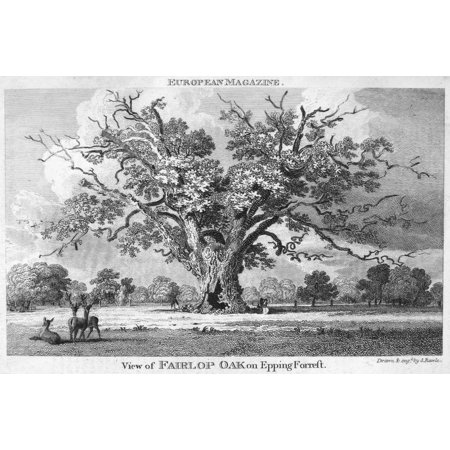 The Fairlop Oak Nthe Fairlop Oak In Epping Forest England Etching And Engraving English 1802 Poster Print by Granger Collection