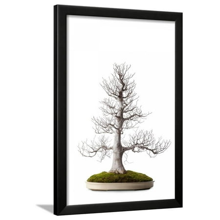 Bonsai Framed Print Wall Art By Fabio Petroni