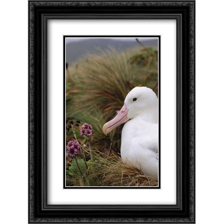 Southern Royal Albatross on nest, Campbell Island, New Zealand 2x Matted 18x24 Black Ornate Framed Art Print by De Roy, Tui