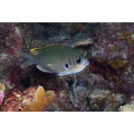 Brown Chromis Bonaire Caribbean Netherlands Stretched Canvas - Terry MooreStocktrek Images (35 x 23)