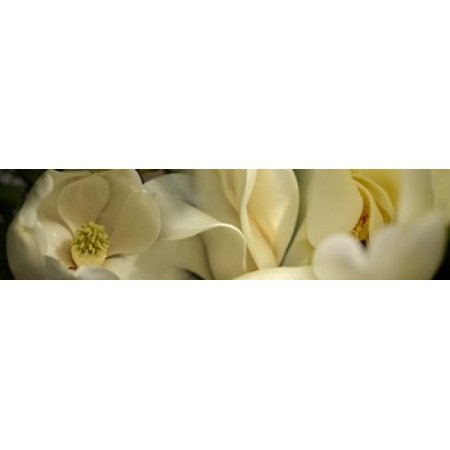 Magnolia flowers Poster Print