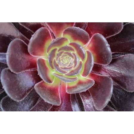 Bright Succulent Rolled Canvas Art - Anna Coppel (10 x 14)