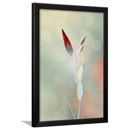 Alone in the Light Framed Print Wall Art By Philippe Sainte-Laudy