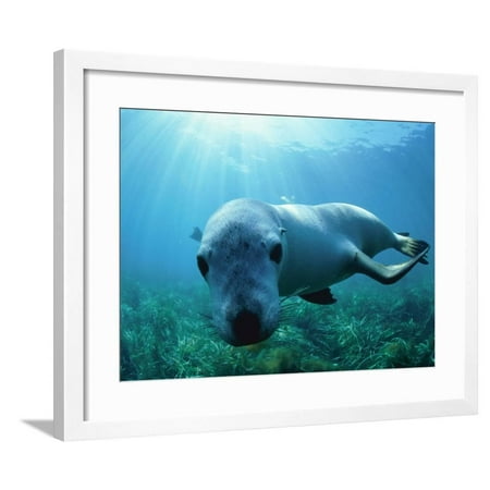 Sea lion Framed Print Wall Art By Gary Bell