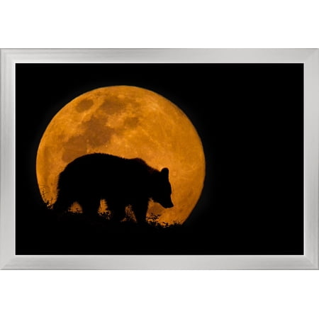 Bear Silhouette & Full Moon - Lantern Press Photography (24x16 Giclee Art Print, Gallery Framed, Silver Wood)