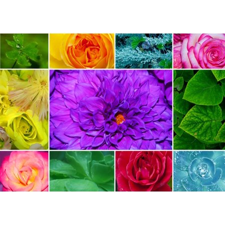 floralcolors2 Poster Print by Alixandra Mullins