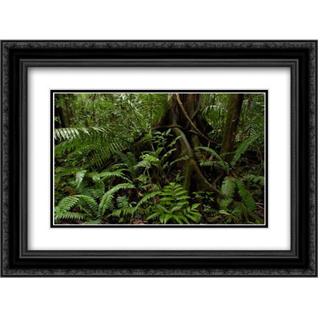 Buttress roots and a variety of plant life in the rainforest, Yasuni National Park, Ecuador 2x Matted 24x18 Black Ornate Framed Art Print by Oxford, Pete