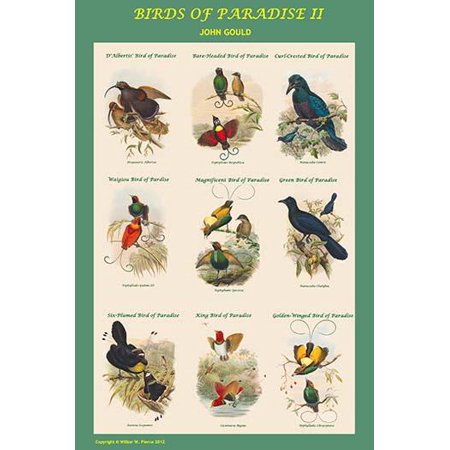 Birds of Paradise Composite Vertical Classroom Poster Poster Print by John Gould