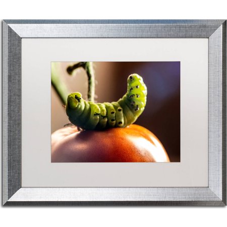 Trademark Fine Art "Caterpillar & Tomato" Canvas Art by Jason Shaffer, White Matte, Silver Frame