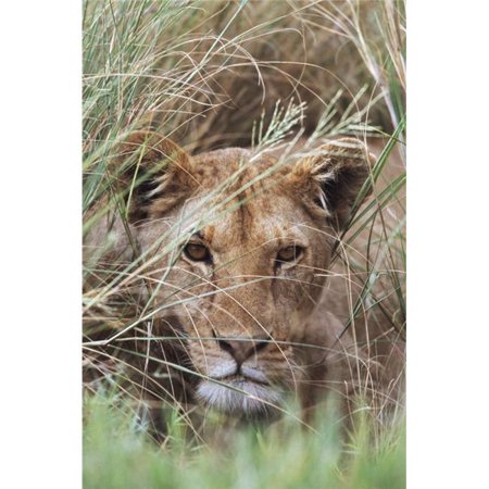 Posterazzi DPI1865422 Lioness Peering Through Grass Africa Poster Print, 12 x 19