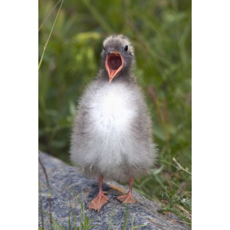 Newborn Arctic Tern Chick With Mouth Wide Open And Waiting To Be Fed At Potter Marsh Near Anchorage Alaska Stretched Canvas - Doug Lindstrand Design Pics (24 x 38)
