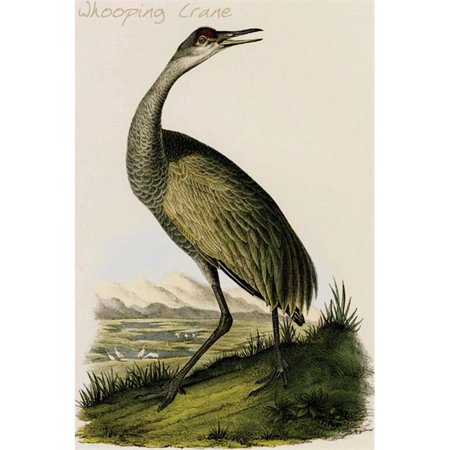 Buy Enlarge 0-587-64676-LP20x30 Whooping Crane- Paper Size P20x30