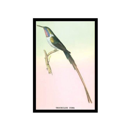 Hummingbird: Trochilus Cora Print (Unframed Paper Print 20x30)