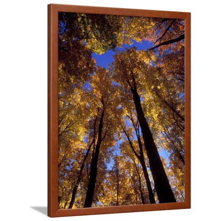 Blue Sky Through Sugar Maple Trees in Autumn Colors, Upper Peninsula, Michigan, USA Framed Print Wall Art By Mark Carlson