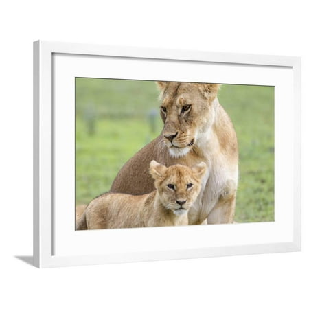 Lioness with its Cub Standing Together, Ngorongoro, Tanzania Framed Print Wall Art By James Heupel