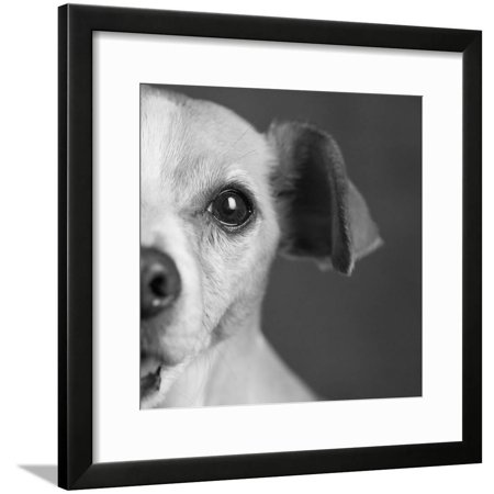 Portrait of a Chihauhua Mix Dog Framed Print Wall Art