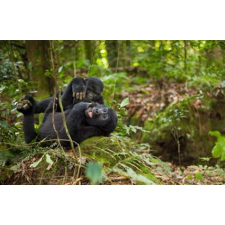 Close up of Mountain gorillas Volcanoes National Park Rwanda Stretched Canvas - Art Wolfe DanitaDelimont (36 x 23)