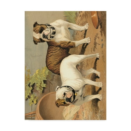 Trademark Fine Art 'Bull Dogs' Canvas Art by Vero Shaw