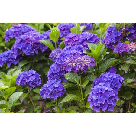 Blue hydrangea flowers in gardens of Cannon Beach, Oregon Poster Print by Sylvia Gulin
