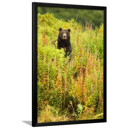 Brown Bear, Katmai National Park, Alaska Framed Print Wall Art