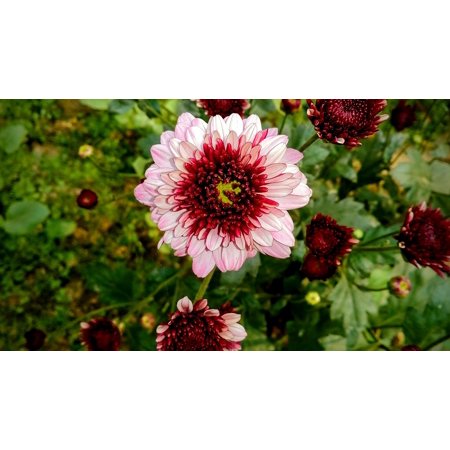 Canvas Print Red Yellow Colorful Nature Flower Pin Blossom Stretched Canvas 10 x 14