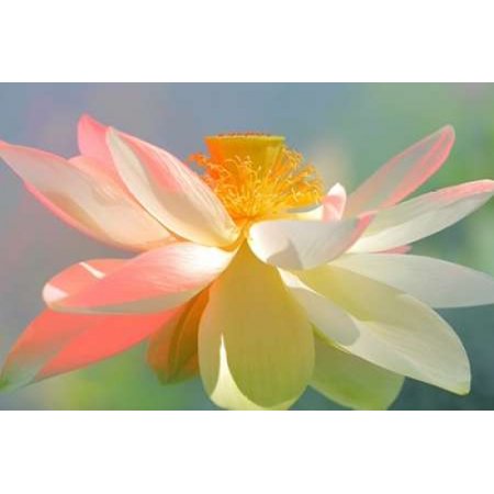 Dancing Queen Canvas Art - Bahman Farzad (12 x 18)