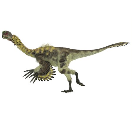 Citipati dinosaur white background Canvas Art - Corey FordStocktrek Images (33 x 25)