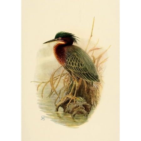 Birds of California 1923 Anthony Great Heron Poster Print by A Brooks