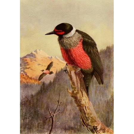 Birds of California 1923 Lewiss Woodpecker Stretched Canvas - A Brooks (24 x 36)