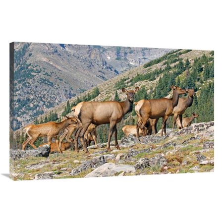 40 in. Elk Above the Timberline Art Print - Vic Schendel