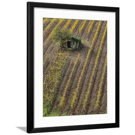 Italy, Tuscany, Monticiano, Small Shed in Harvest Vineyard Framed Print Wall Art By Terry Eggers