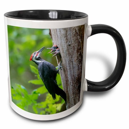 3dRose Washington. Male Pileated Woodpecker feeds begging chicks. - Two Tone Black Mug 11oz (mug_279684_4)
3dRose Washington. Male Pileated Woodpecker feeds begging chicks. - Two Tone Black Mug 11oz (mug_279684_4)