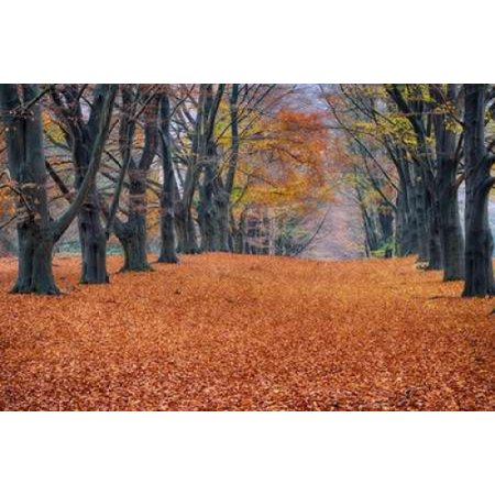 Beech Lane Canvas Art - Cora Niele (24 x 36)