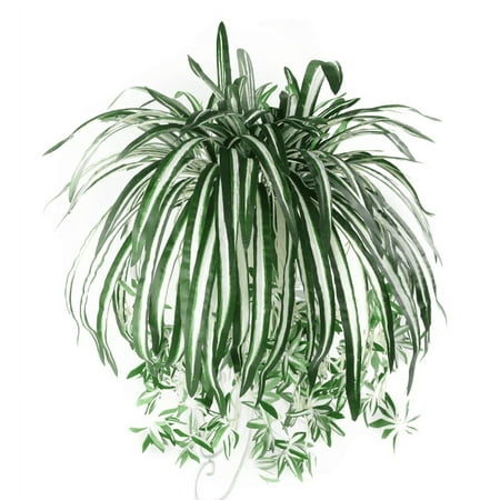 Halloween Popular Artificial Flowers! Artificial Chlorophytum Silk Flowers Flowers Plant Greenery Faux Plant Hanging Basket Green Leaves Wall Hanging Plants for Home Garden Wedding Decoration
Halloween Popular Artificial Flowers! Artificial Chlorophytum Silk Flowers Flowers Plant Greenery Faux Plant Hanging Basket Green Leaves Wall Hanging Plants for Home Garden Wedding Decoration