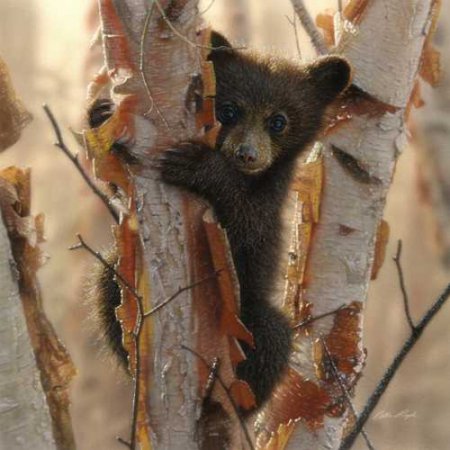 Curious Cub II Rolled Canvas Art - Colin Bogle (12 x 12)