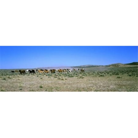 Horses running in a field Colorado USA Poster Print by - 36 x 12