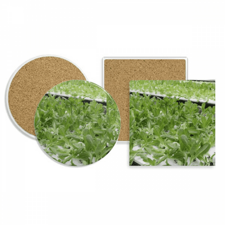 Waterless Cultivated Vegetables Coaster Cup Mug Holder Absorbent Stone Cork Base Set
Waterless Cultivated Vegetables Coaster Cup Mug Holder Absorbent Stone Cork Base Set