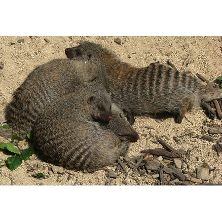 canvas print creature animal banded mongoose mongoose mammal stretched canvas 10 x 14