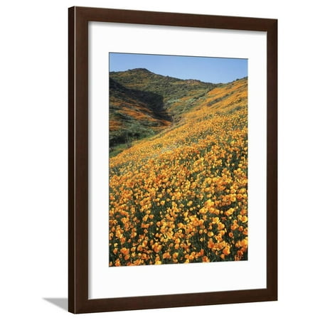 California, Lake Elsinore, Field of California Poppys on the Hillside Framed Print Wall Art By Christopher Talbot Frank