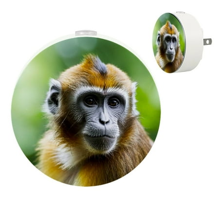 YZUOUZY Bedside Lamps Night Lights Small Lamps Set of 2 Animal Golden Monkey Wildlife
YZUOUZY Bedside Lamps Night Lights Small Lamps Set of 2 Animal Golden Monkey Wildlife