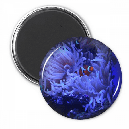 Ocean Anemone Fish Science Nature Picture Refrigerator Magnet Sticker Decoration Badge
Ocean Anemone Fish Science Nature Picture Refrigerator Magnet Sticker Decoration Badge