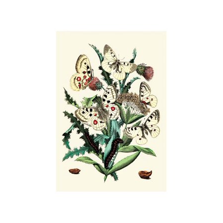 Butterflies: P. Apollo, P. Phoebus, Et Al. Print (Unframed Paper Print 20x30)