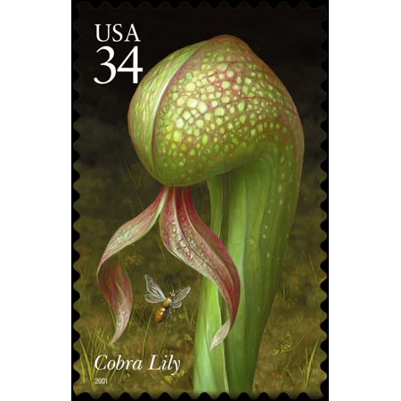 Cobra Lily Stretched Canvas - US POSTAL SERVICE (24 x 36)