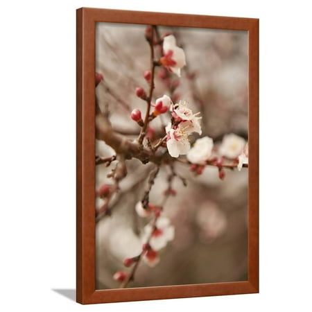 In Bloom XI Framed Print Wall Art By Karyn Millet