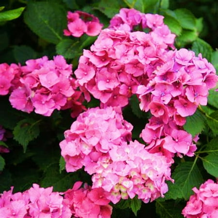 Hydrangea Plants Live Hydrangea Bulbs Hydrangea Bulbs For Sale Hydrangea Bulbs For Planting Hydrangea Plants Garden Decoration Growing In Pots
Hydrangea Plants Live Hydrangea Bulbs Hydrangea Bulbs For Sale Hydrangea Bulbs For Planting Hydrangea Plants Garden Decoration Growing In Pots