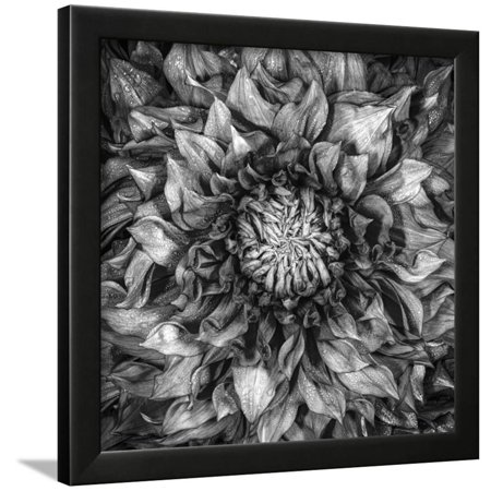 Dalia Full Framed Print Wall Art By Moises Levy