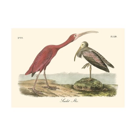 Scarlet Ibis Print Wall Art By John James Audubon