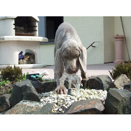 Peel-n-Stick Poster of Fun Cooling Puppy Water Dog Poster 24x16 Adhesive Sticker Poster Print