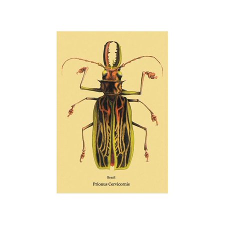 Beetle: Brazilian Prionus Cervicornis #2 Print (Unframed Paper Print 20x30)