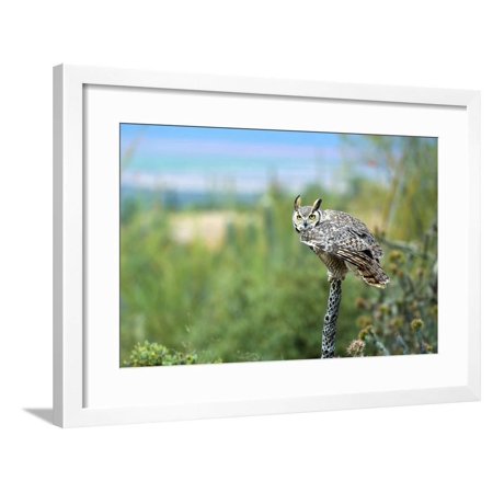 The Great Horned Owl, also known as the Tiger Owl Framed Print Wall Art By Richard Wright